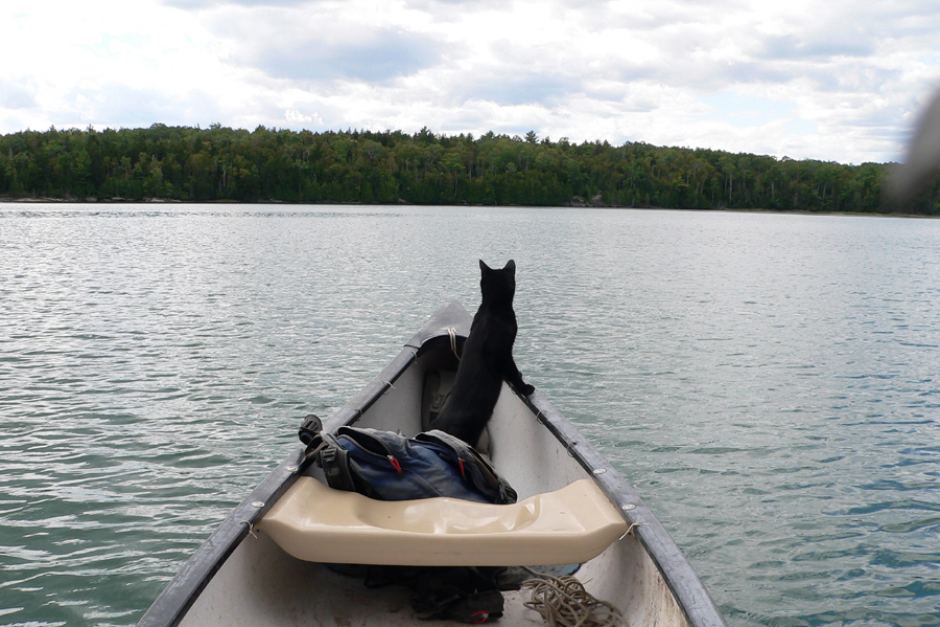Cat on boat